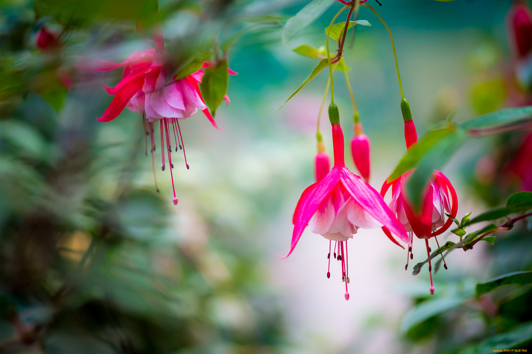 , , flowering, fuchsia, 